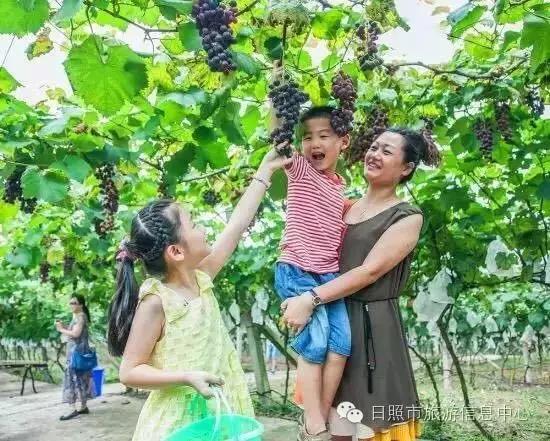采摘果实，自然之馈赠与心灵之旅的双重体验